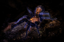 Costa Rican Suntiger Tarantula - Davus Ruficeps Is A Species Of Spiders In The Family Theraphosidae (tarantulas), Formerly Included In Cyclosternum, Black And Blue Big Spider From Costa Rica