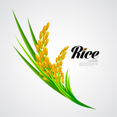 Premium Rice great quality design concept  vector.