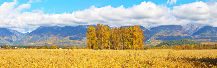 Wall Mural - Panoramic view of the foothill Tunka Valley and the East Sayan Mountains on sunny autumn day. Beautiful calm landscape with a field of ripe oats and yellow birches. Buryatia, Baikal region