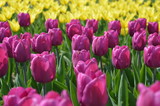 Fototapeta Tulipany - Yellow and purple tulips in the garden