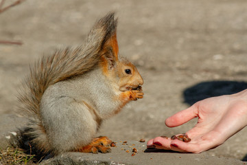 A red fluffy squirrel nibbles pine nuts on the ground, in early spring on a Sunny day. Animals are awakening from hibernation in a city Park.