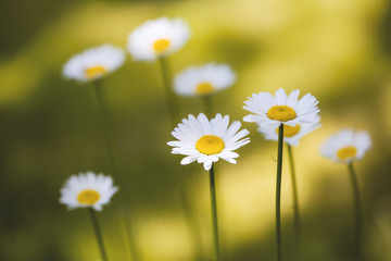 White Chamomile flowers on field. Beautiful summer nature scene. Blooming medical daisies flowers background, Alternative medicine - spring Daisy