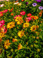 yellow flowers in the garden