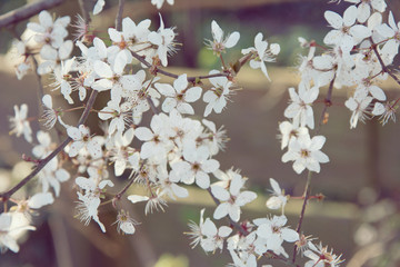 Apple tree blossom branch blur in sunset