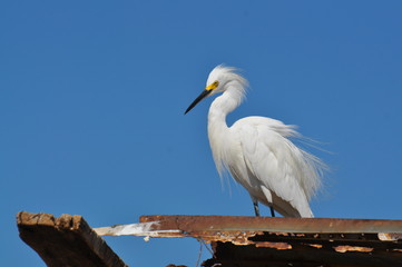 great white egret on blue sky background