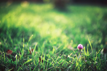 Bright spring greens at dawn in the forest. Nature comes to life in early spring.