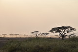 Fototapeta Sawanna - safari