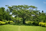 Fototapeta Na ścianę - Kingdom of Tonga –  Tree over the learning rock at Haʻamonga ʻa Maui at Tongatapu