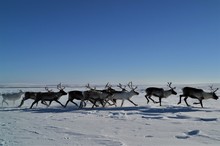 Reindeer Herd With Beautiful Antlers In The Glistening Snow In Lapland Finland