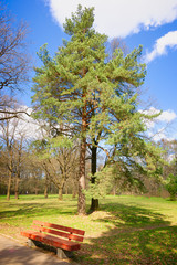 Red wooden park bench by the old tall widely ramified pine tree on a sunny day of spring. The blue sky and white clouds in the background.