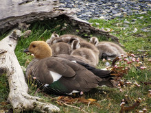 Mama Duck And Her Ducklings Sitting In Grass Taking Shelter From The Wind Behind Driftwood