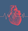 © jolygon - Human heart with heart rate illustration on blue BG