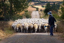 A Shepherd And His Flock Of Sheep Walking Down The Path In Navarra, Northern Spain