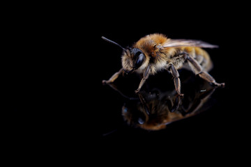 bee on a black background