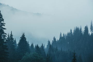 Fototapeta jodła wzgórze las sosna