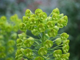 Green herbs and plant. France, spring 2020.