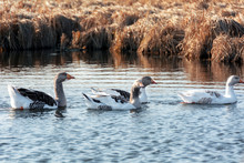 Four Geese Walking On A Lake