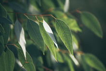 Eucalyptus Green Leaves