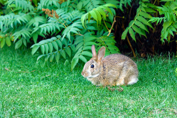 Easter gray rabbit bunny in the park near a bush