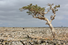 Boswellia - Frankincense Tree - Socotra Island