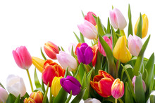 Multicolored Tulips On A White Background. Bouquet Of Spring Flowers. Isolate On White Background