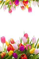 Multicolored tulips on a white background. Bouquet of spring flowers. Isolate on white background