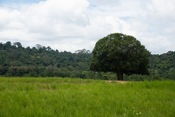 Thung ka mang : alone tree and green grass meadow  with cloudy background 