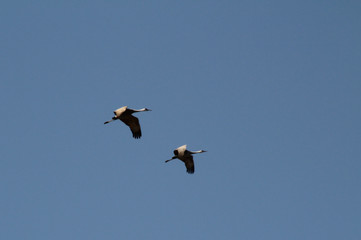 Two Sandhill Cranes on the Downstroke