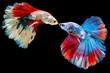 The moving moment beautiful of red and blue siamese betta fish or fancy betta splendens fighting fish in thailand on black background. Thailand called Pla-kad or half moon biting fish.