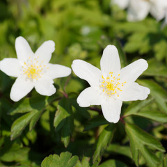 Poster - Gros plan sur tépales blanc d'anémone des bois ou Sylvie aux nombreuses étamines jaunes (Anemone nemorosa)