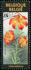 Wall Mural - BELGIUM - CIRCA 1990: stamp 3 Belgian franc printed by Belgium, shows flowering plant Lilium bulbiferum, common names Orange lily, Fire lily and Tiger lily, Liliaceae, circa 1990