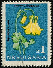 Wall Mural - BULGARIA - CIRCA 1963: stamp 1 Bulgarian stotinka printed by Republic of Bulgaria, shows flowering plant Aquilegia aures (common names: granny's bonnet, columbine), flora, circa 1963