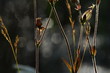 Wilde Gräser, Pflanzen vor einem Teich mit Bokeh Hintergrund