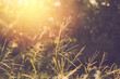© pushish images - Grass flower with sunset background. vintage filter