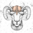Hipster animal ram or mouflon wearing a viking helmet. Hand drawing Muzzle of ram
