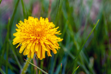 Dandelion flower on a green field