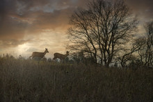 Sunset In The Field And Deer
