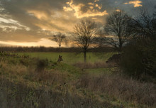 Sunset In The Field And Deer
