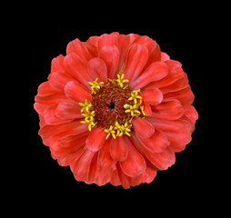 Wall Mural - Surreal red Zinnia flower isolated on black. High detailed macro photo