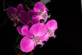 Fototapeta Storczyk - pink orchid nature flower purple