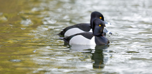 Two Ring-necked ducks wading. Stow Lake, Golden Gate Park, San Francisco.