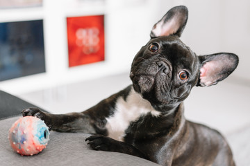 french bulldog playing with ball