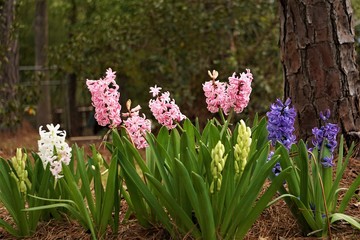 Hiyacinth flower (Hyacinth orientalis) blooming in the late of winter in the garden, GA USA.