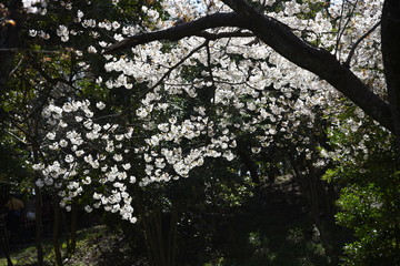 Poster - Cherry blossoms in full bloom / Cherry blossoms have been loved by Japanese people for a long time, and they bloom all over Japan since the middle of March, giving people the joy of spring.