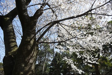 Poster - Cherry blossoms in full bloom / Cherry blossoms have been loved by Japanese people for a long time, and they bloom all over Japan since the middle of March, giving people the joy of spring.