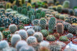 © pawelgegotek1 - Cacti on a table in a garden center