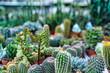 © pawelgegotek1 - Cacti on a table in a garden center