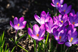 Fototapeta Kwiaty - Beautiful purple crocuses blooming in spring