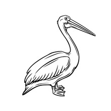 Pelican Outline Icon.