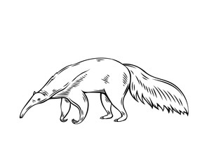 Poster - Anteater animal icon